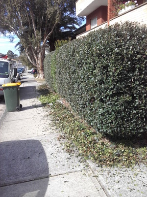 Advanced Home & Garden Services Pic 4 - hedge maintenance