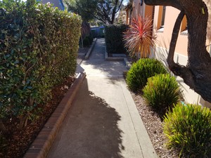 Advanced Home & Garden Services Pic 3 - Well Pruned Garden