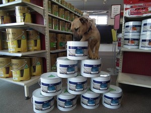 Cowra Paint Plus Pic 2