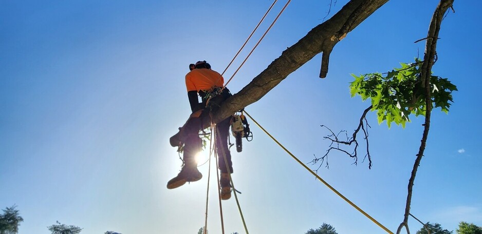 Fortitude Tree Services Pic 1