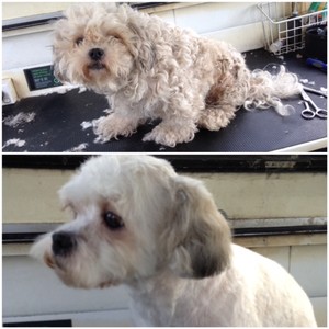 Western Animal Grooming Services (WAGS) Pic 3 - Before After Matted Little Dusty all freshened up Sometimes we all need a fresh start