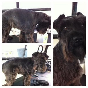 Western Animal Grooming Services (WAGS) Pic 4 - Miniature Schnauzer breed clip Before After