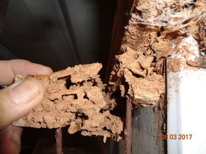 EZ Building and Pest Inspections Pic 4 - Termite damage