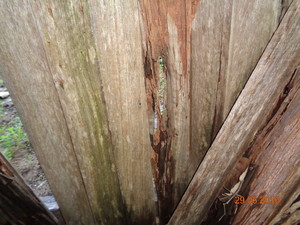 EZ Building and Pest Inspections Pic 5 - Termites in a timber fence