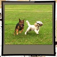 Buderim Dog Walking Services Pic 2