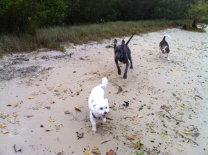 Buderim Dog Walking Services Pic 5