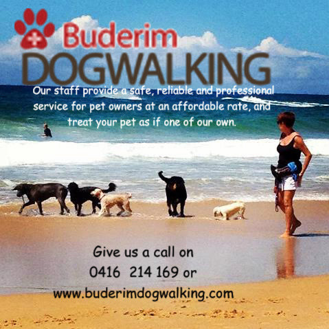 Buderim Dog Walking Services Pic 1