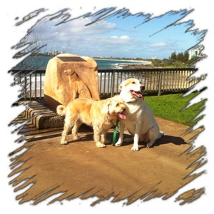 Buderim Dog Walking Services Pic 3