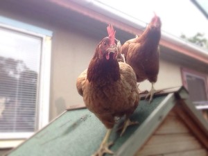 chickenboarding.com.au Pic 5 - Boarding chooks exploring