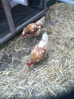 chickenboarding.com.au Pic 2 - Might be a worm here somewhere keep looking Muriel