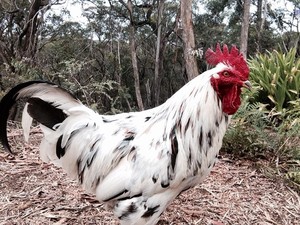 chickenboarding.com.au Pic 4 - Rooster Cockburn