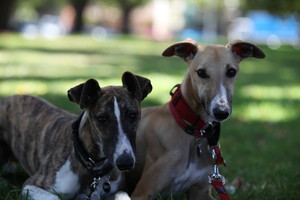 Tom & Captain Dog Walking Adventures Pic 4 - Bill and Spencer