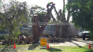 Fleurieu Stump Removals Pic 3 - SafetySafetySafety