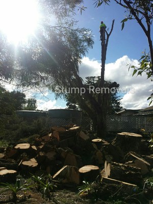 Fleurieu Stump Removals Pic 4 - Lovely day to chop down a tree and bonusFirewood