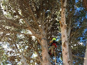 Fleurieu Stump Removals Pic 5 - No tree too big check out all those pine cones