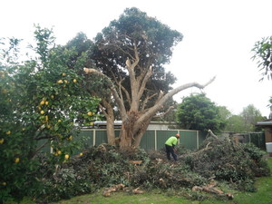 Chip Chop Tree Lopping Pic 2