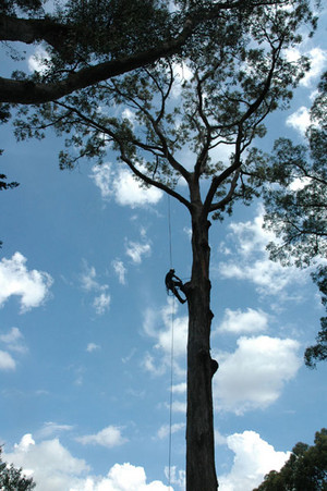 The Tree Company Arboricultural Services Pty Ltd Pic 3