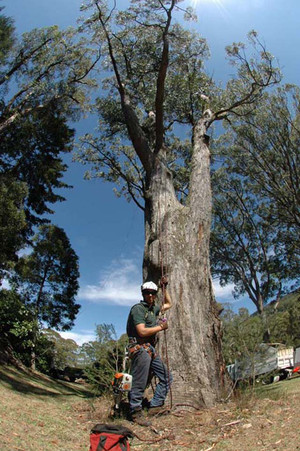 The Tree Company Arboricultural Services Pty Ltd Pic 2