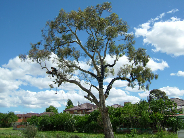 The Tree Company Arboricultural Services Pty Ltd Pic 1