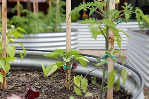 Dingo Water Tanks and Garden Innovations Pic 2