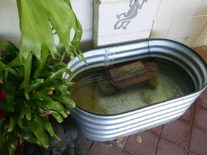 Dingo Water Tanks and Garden Innovations Pic 5