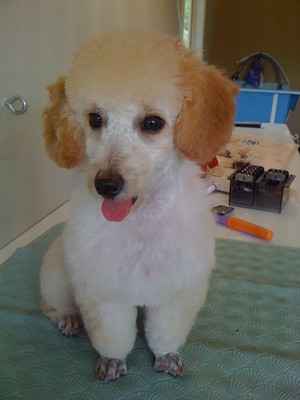 Waggin' Tails Grooming Salon Pic 5