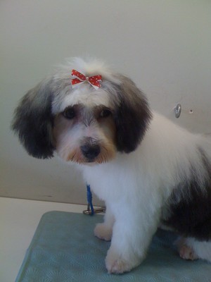 Waggin' Tails Grooming Salon Pic 3