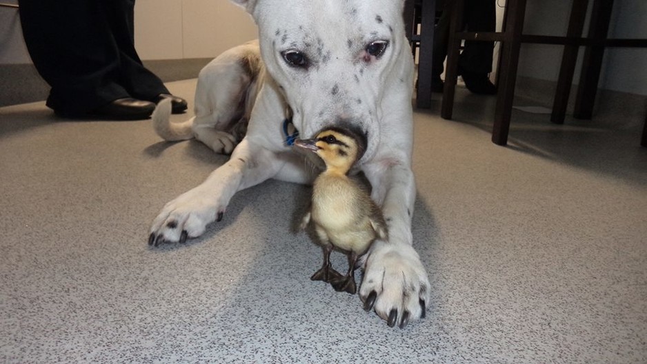 Sunnybank Veterinary Clinic Pic 1 - Jaffa and Ducky