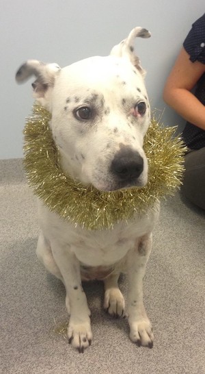 Sunnybank Veterinary Clinic Pic 2 - Jaffa preparing for Christmas