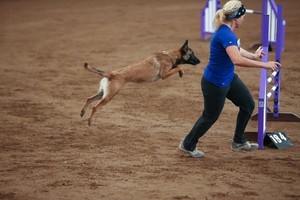 Cairns Dog Care and Training Pic 3