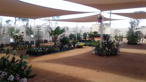 Myola Nursery Pic 2 - Assortment of plants indoor outdoor