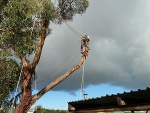 Joel's Tree Services Pic 3