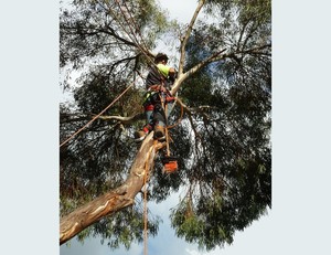 Joel's Tree Services Pic 2