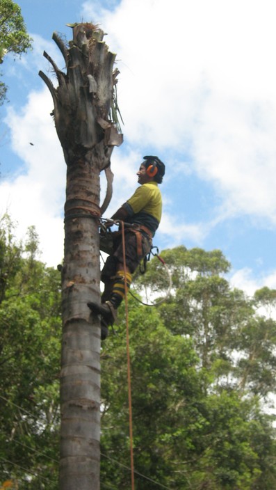 Joyce Contractors Tree Services Pic 1