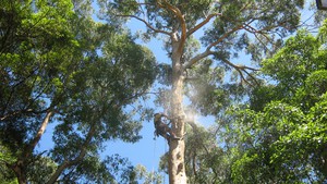 Joyce Contractors Tree Services Pic 2