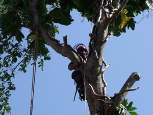 Joyce Contractors Tree Services Pic 3