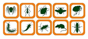 C.I.B Pest Control Pic 2 - If you dont like the look of these pests call us today for a free quote