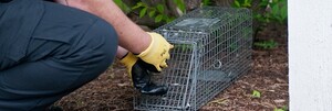 Best Possum Removal Melbourne Pic 4