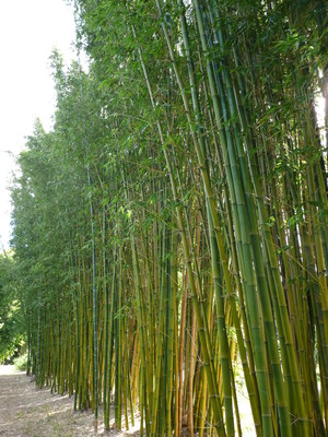 Bamboo Creations Australia Pic 3 - Screening and windbreak Old Hamii