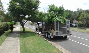 B & M Garden Services Pic 2 - tree removal