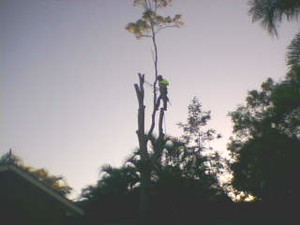 B & M Garden Services Pic 3 - Tree lopping