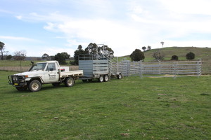 Busymen Cattle Yard Hire Pic 2