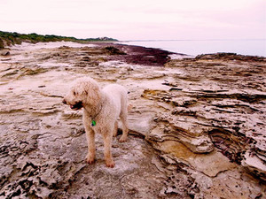 Beachside Getaway Robe SA Pic 2 - Dog friendly holiday accommodation at Robe SA