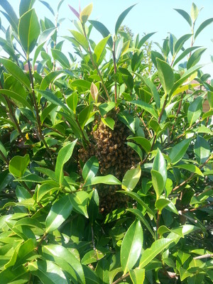 Bryan Sharrock Pest Management Pic 4 - Bees nesting in a backyaard srub a potenially dangerois situation if you are allergic to thier sting