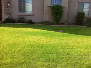 Nirto Lawn Property maintenance Pic 2