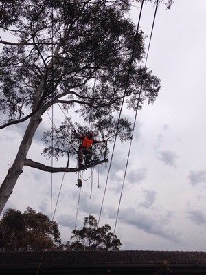 Four Seasons Tree Services Pic 2 - Branches being cut over power lines