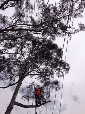 Four Seasons Tree Services Pic 4 - Branches being cut over power lines