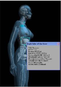 Body Scan Aust Pic 1