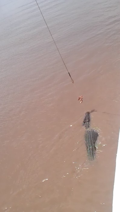 Spectacular Jumping Crocodile Cruise Pic 1