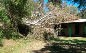 NEG Tree Services Pic 3